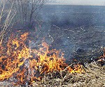 Kūlas svilināšanas sērga turpinās; zemes īpašniekus sauc pie atbildības