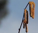 Trešdien Pāvilostā pārspēti maksimālās gaisa temperatūras rekordi