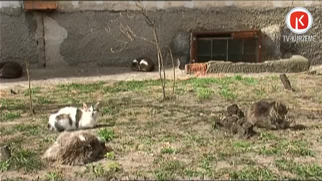 Par pieradināto klaiņojošo kaķu radītajām sekām atbildīgi ir iedzīvotāji