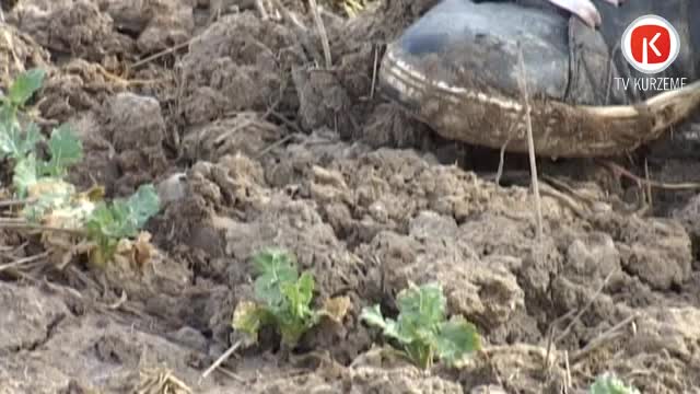 Meža dzīvnieki lauksaimniekiem nes zaudējumus