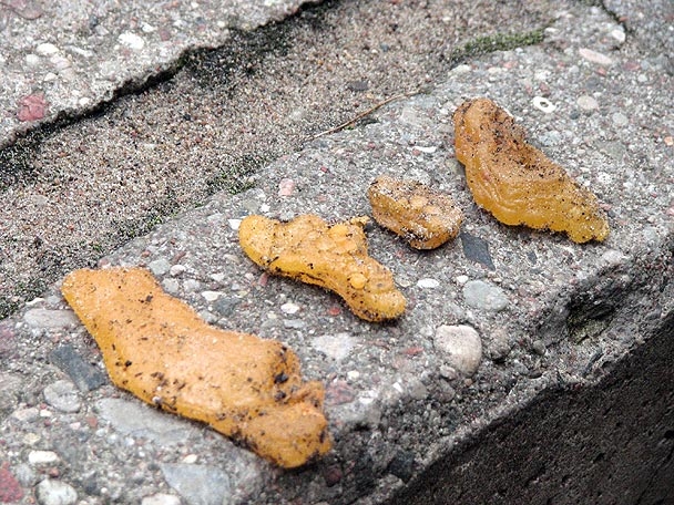 Apdedzinās ar viltus dzintaru