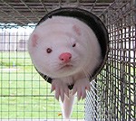 Kažokzvēru novietni Grobiņā būvēs “PRO – FUR FARM EQUIPMENT”