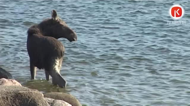 Alni aizsūta uz citiem medību laukiem