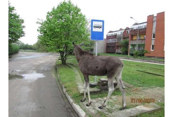 Papildināts – Pilsētā ienācis kārtējais alnis