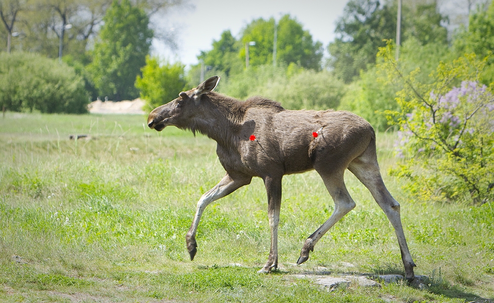 Kārtējo pilsētā ienākušo alni iemidzina un izved uz Bārtas mežiem
