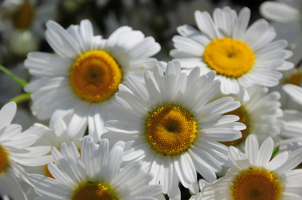 Sēnes un margrietiņas ir klāt