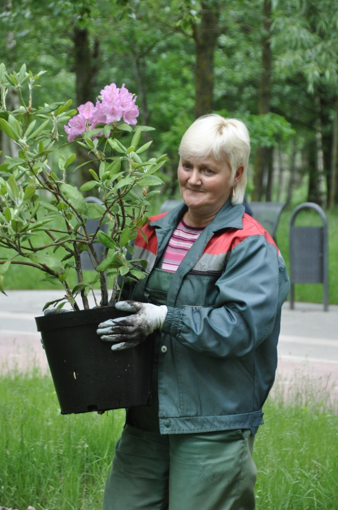 Gar veloceliņu stāda rododendrus