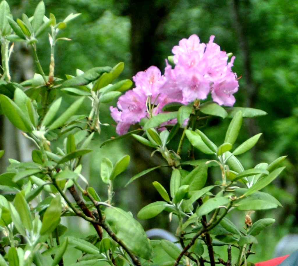 Nozagti četri jaunie rododendri