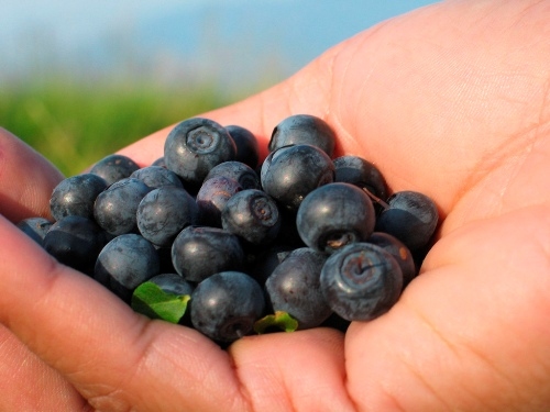 Trijās stundās ­­– 2,651 kilograms melleņu