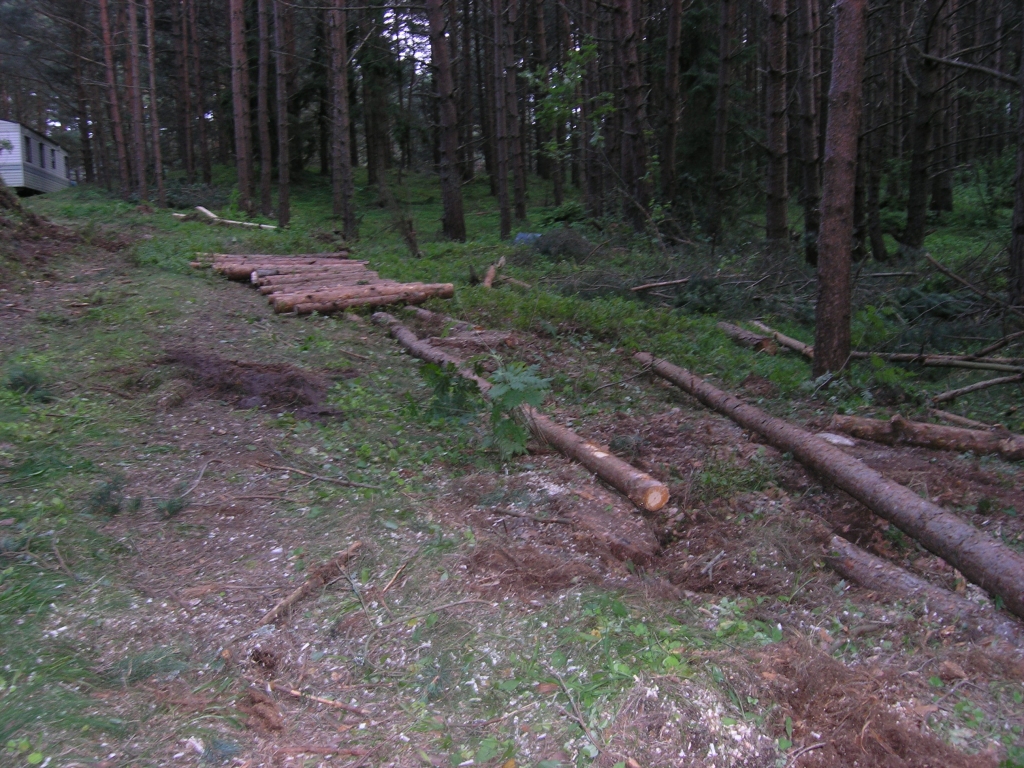 Patvaļīgi cērt kokus