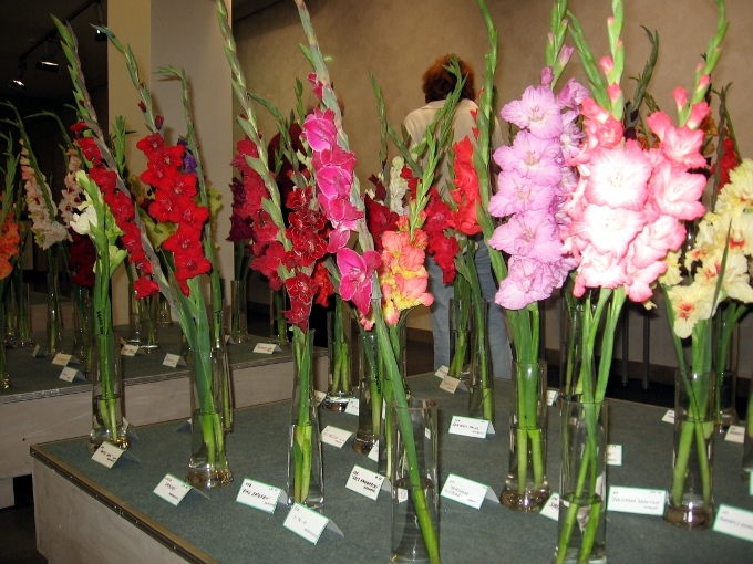 Biedrības namā – cēlās rudens puķu karalienes gladiolas