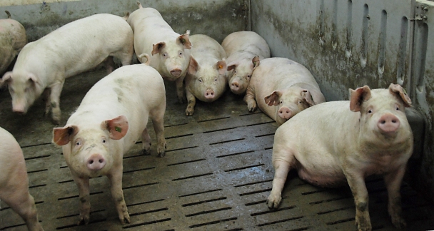 Cūku fermu Lažas pagastā paplašinās mazākā apjomā, nekā plānots