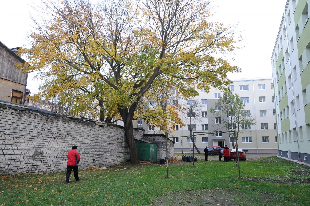 Kaimiņi strīdas par kļavas likteni
