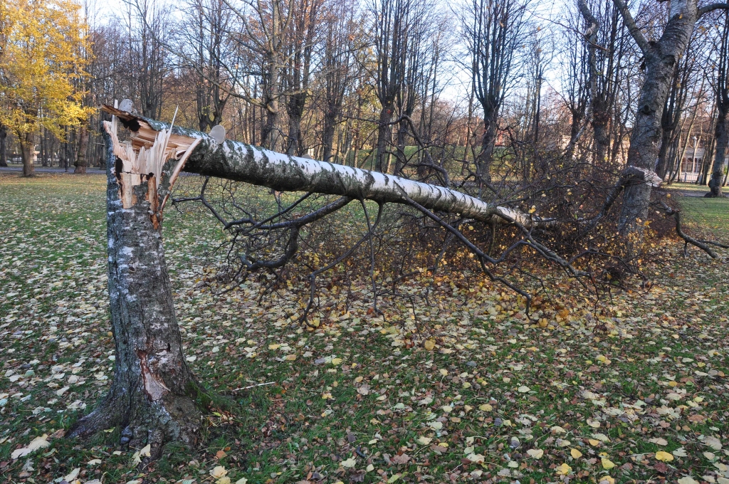 Komunālā pārvalde: Vētras bojājumu likvidēšana rit pilnā sparā