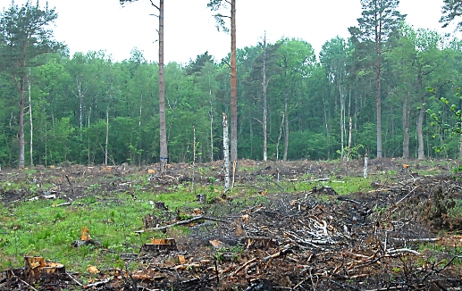 Mežu īpašniekus aicina pieteikties semināram