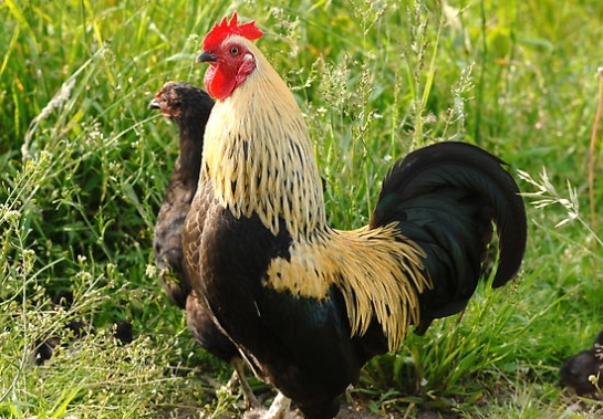 Aicina uz Mārtiņdienas gadatirgu