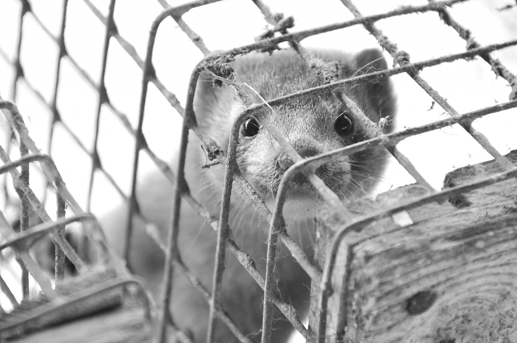 “Grobiņa” pelņa deviņos mēnešos pieaug vairākkārt – līdz 803,9 tūkstošiem latu