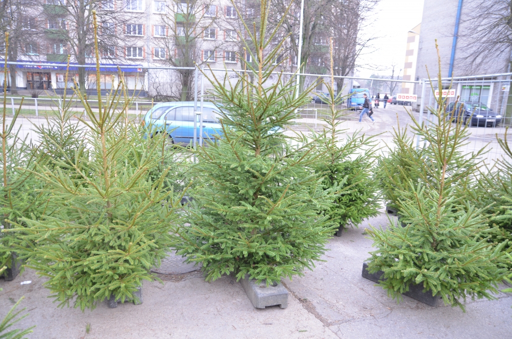 Tirgotāji: Pagaidām ar eglīšu pārdošanu nesokas