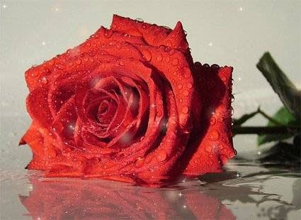 Valentīna dienā laulāsies ducis pāru