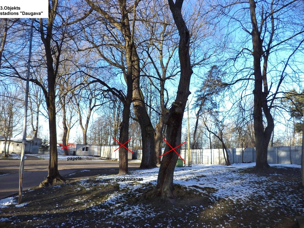 Izsludināta publiskā apspriešana par koku ciršanu