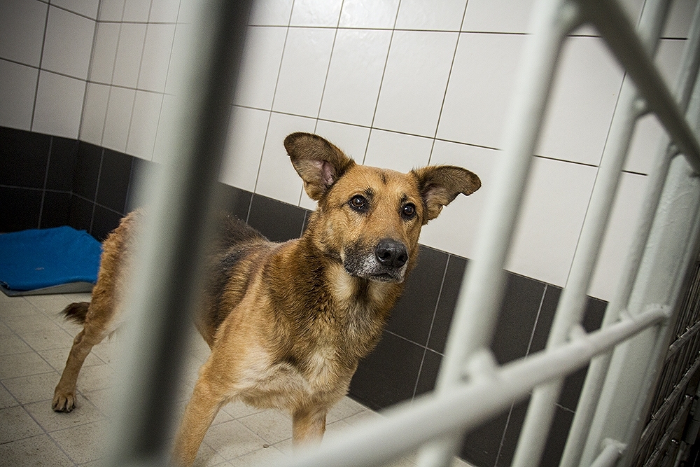 Precizēts – Līgumu slēgs ar sešiem veterinārārstiem