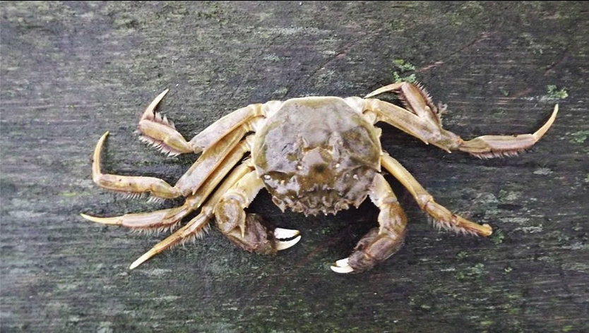 Jūrā pie Bernātiem nozvejo krabi