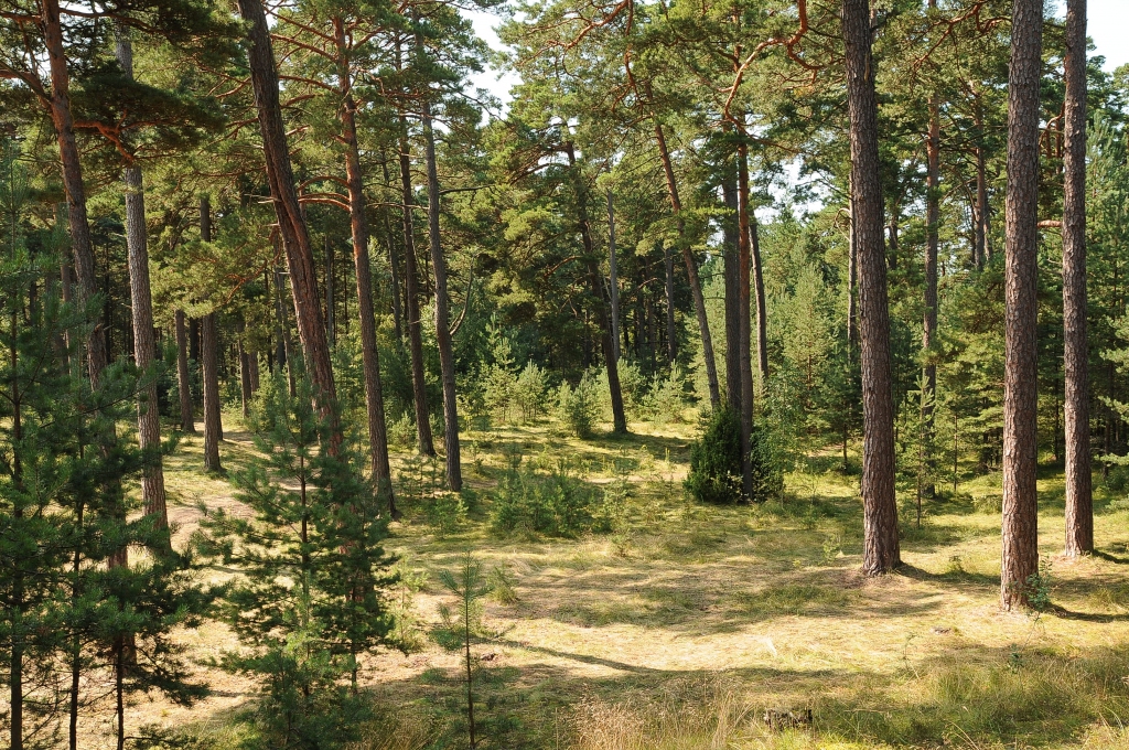 Piesaistīs ar īpaši radošām aktivitātēm