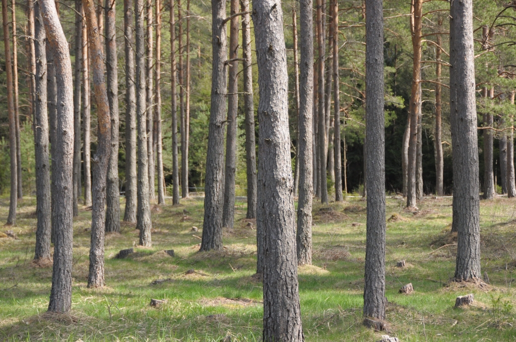 Izsolē iegūst piecdesmit tūkstošus eiro