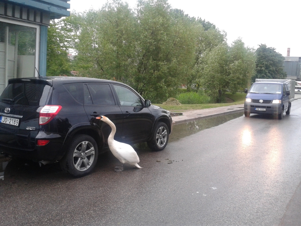 FOTO: Gulbji vēlas pavizināties