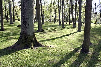 Papeļu problēma Liepājā turpinās