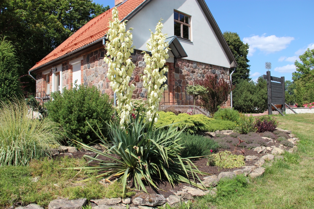 Nīcā – skaisto dārzu galvaspilsētā – uzzied juka