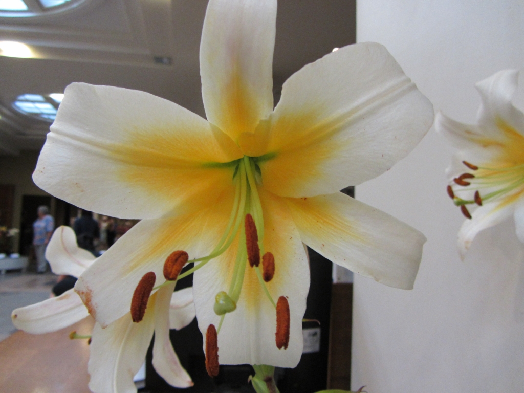 Biedrības namā tradicionāli smaržos lilijas