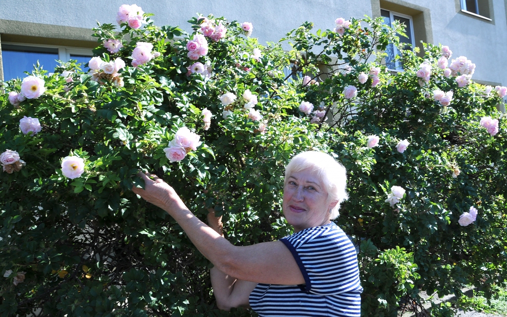 Pie loga smaržo rožu roze