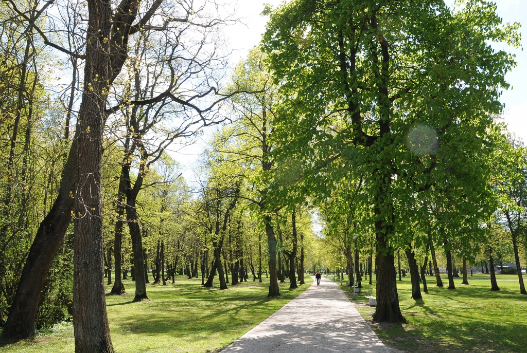 Plānots veikt gājēju celiņu un apkārtnes labiekārtošanu Raiņa parkā