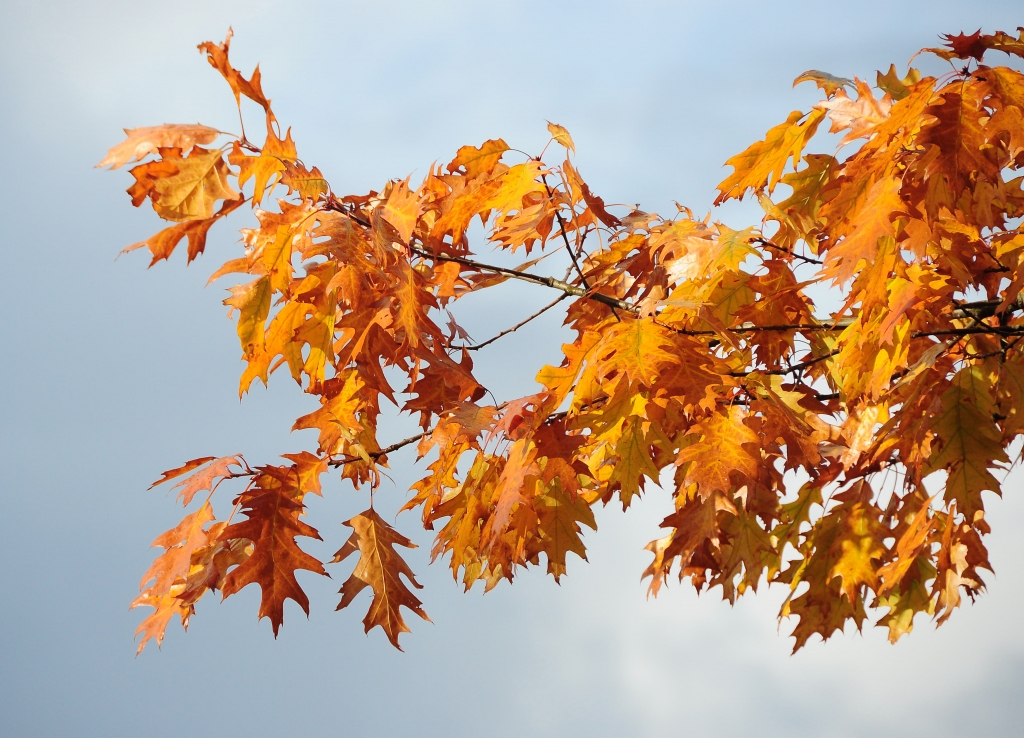 Mākslas un rudens krāsu pilnas brīvdienas Liepājā