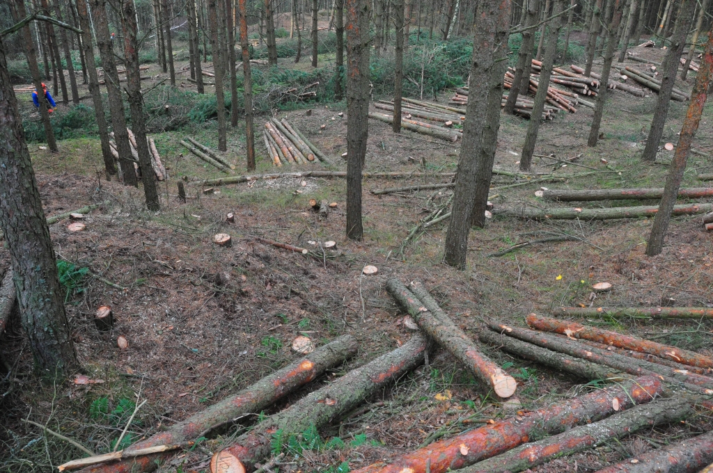 Satrauc piekrastes priedīšu izzāģēšana