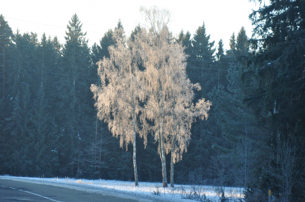 Visbiezākā sniega sega šorīt Rucavā – 13 centimetri