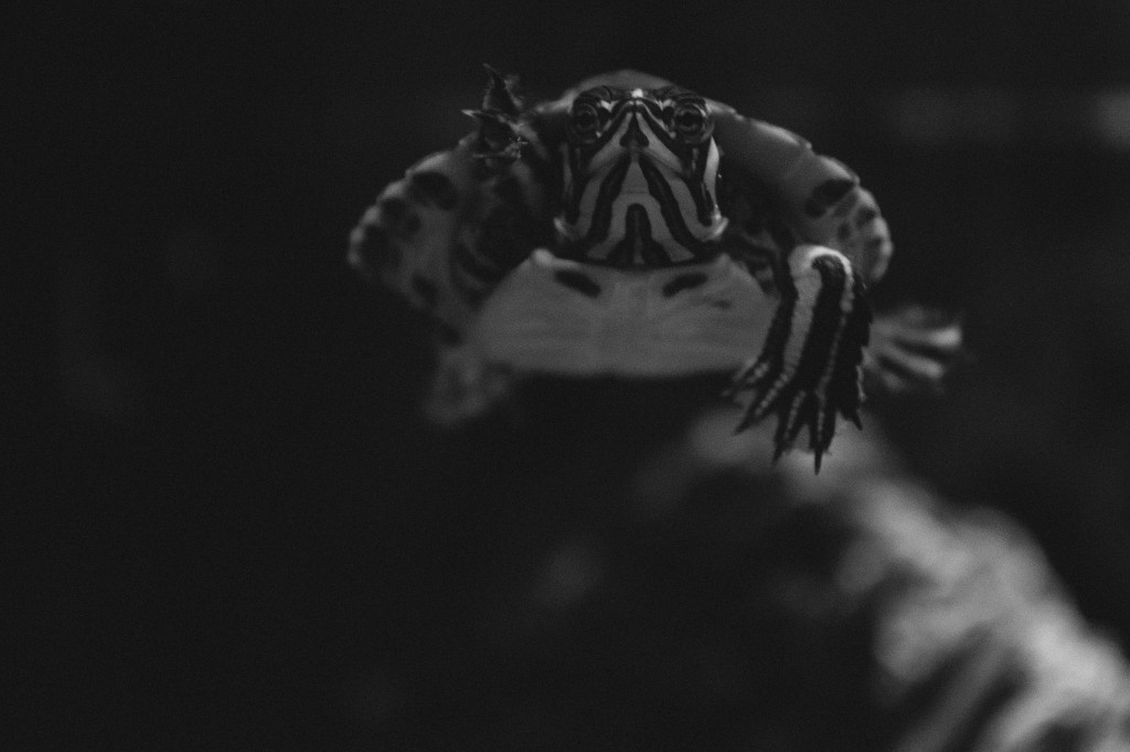 Fotokonkurss “Mans mīlulis” 2. daļa