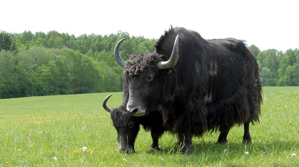 Pūpolīte atgādina par Tibetu