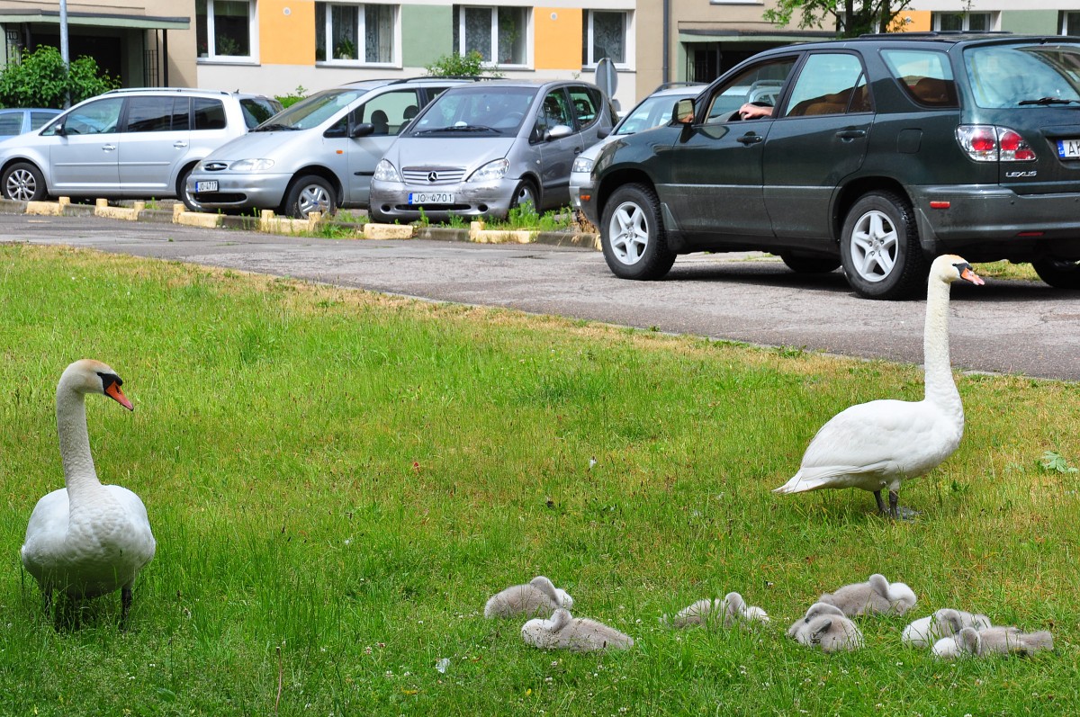 Modri, bet ne agresīvi
