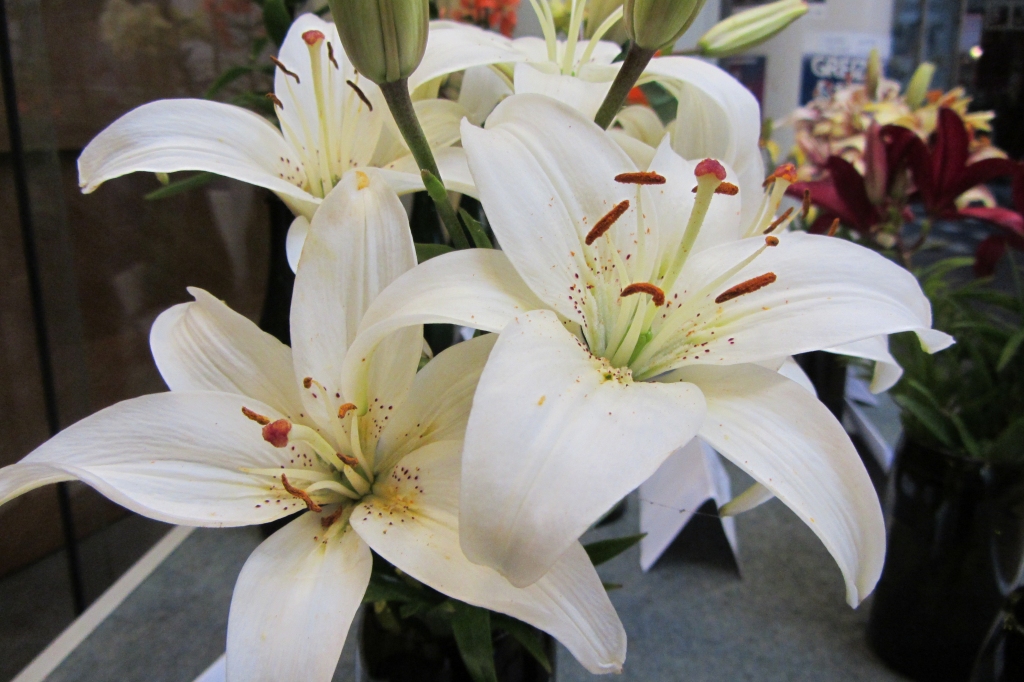Jaunnedēļ Biedrības namā smaržos lilijas