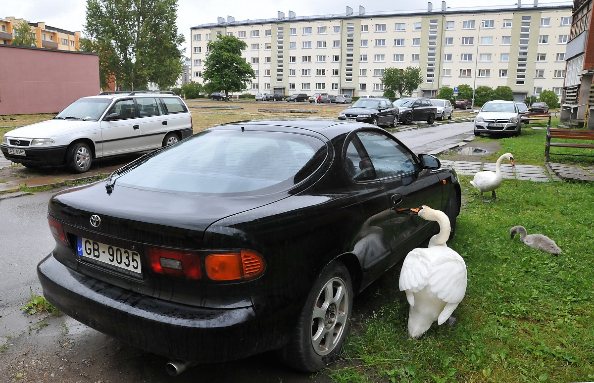 Gulbji Dienvidrietumu rajonā jūtas saimnieki