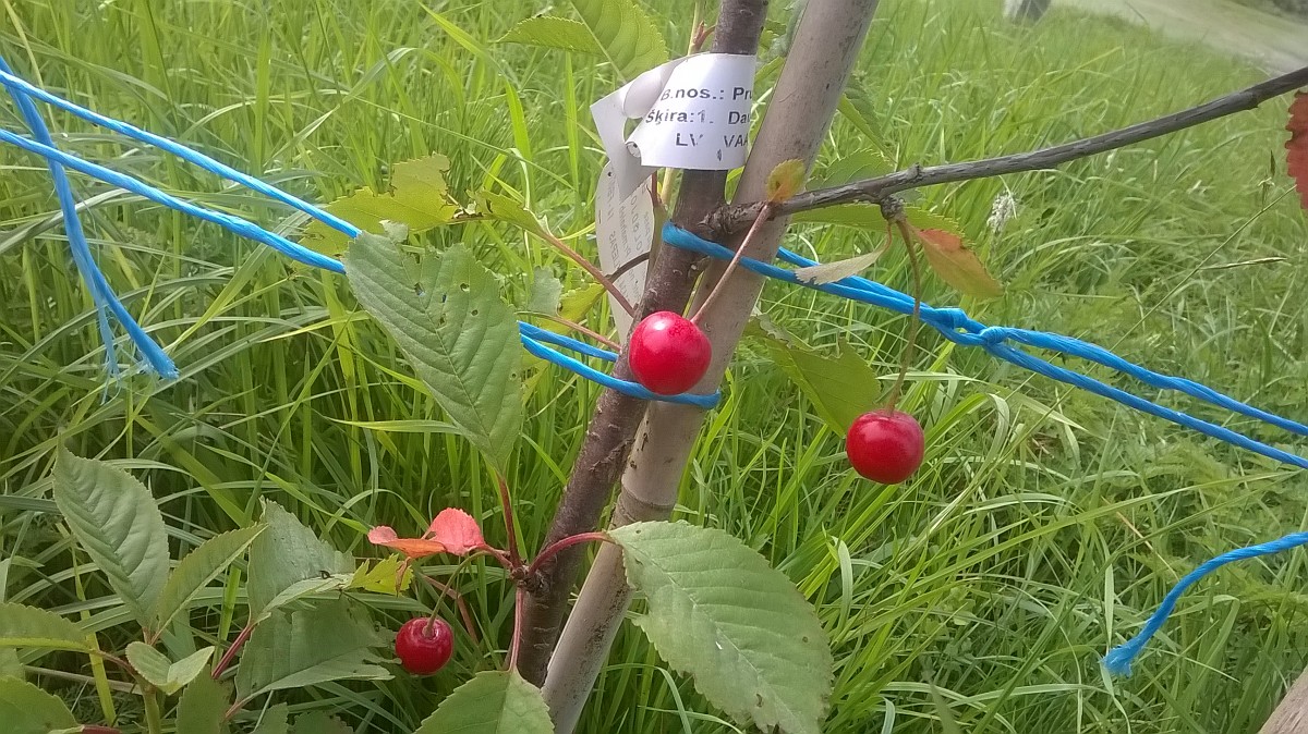 Rallija “Kurzeme” 50 gadu jubilejas ķiršu dārzā sārtojas pirmie ķirši