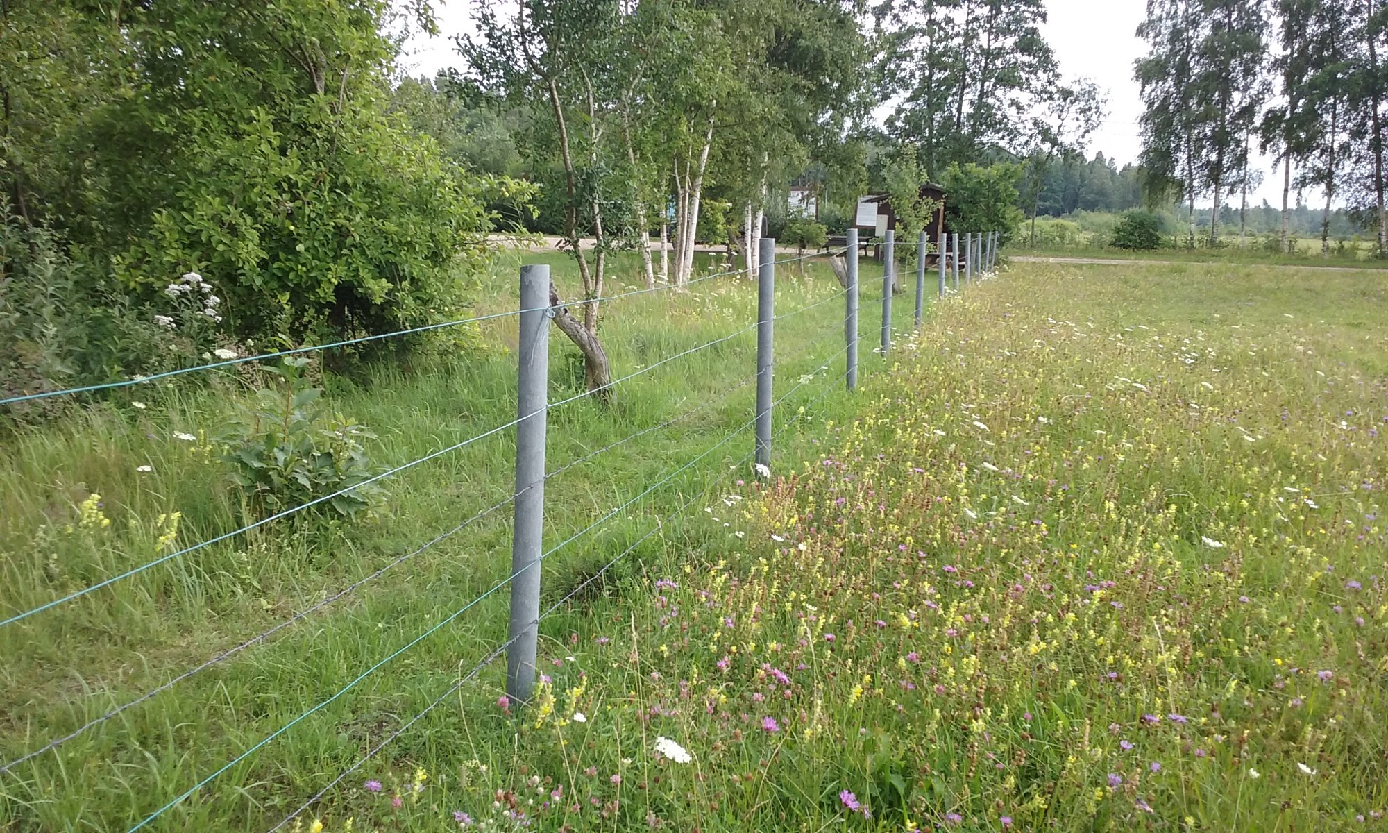 Pasaules Dabas Fonds īstenojis teritorijas rekonstrukcijas projektu palieņu pļavu uzturēšanai dabas parkā ”Pape”