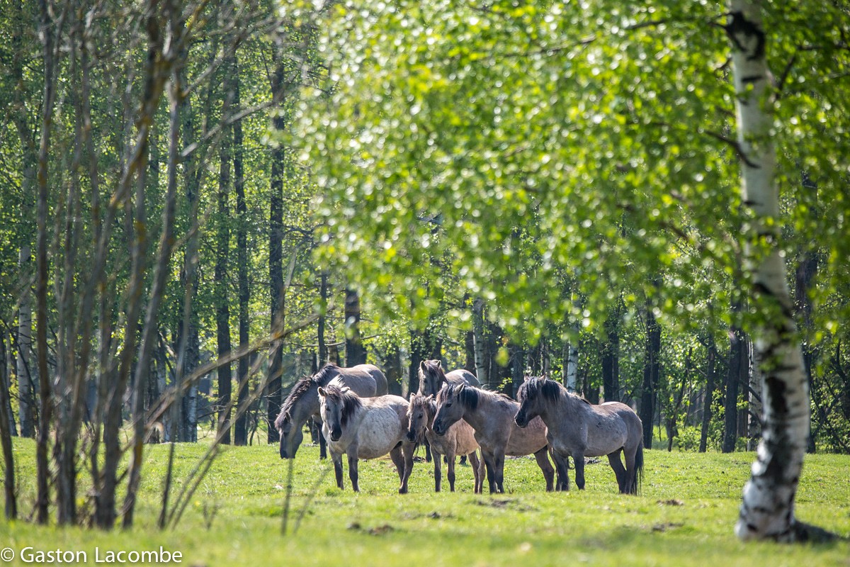 Dabas parkā “Pape” viesojas talcinieki no Igaunijas un Somijas