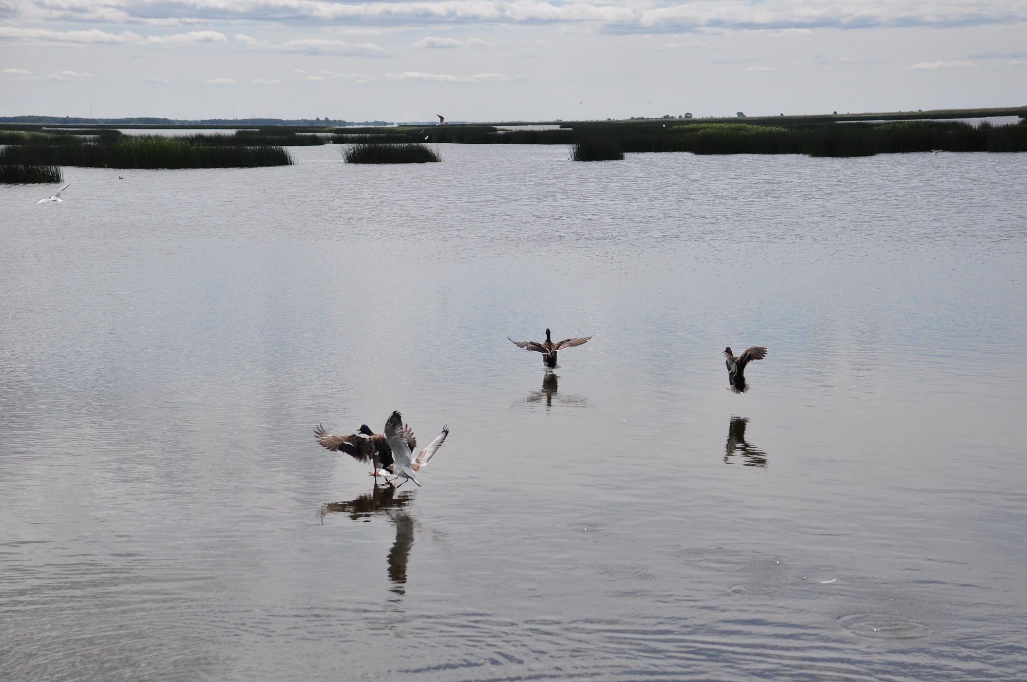 Vēros migrācijas brīnumu