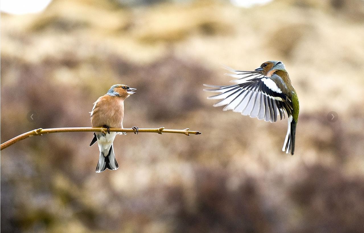 Aicina aplūkot foto ar putniem