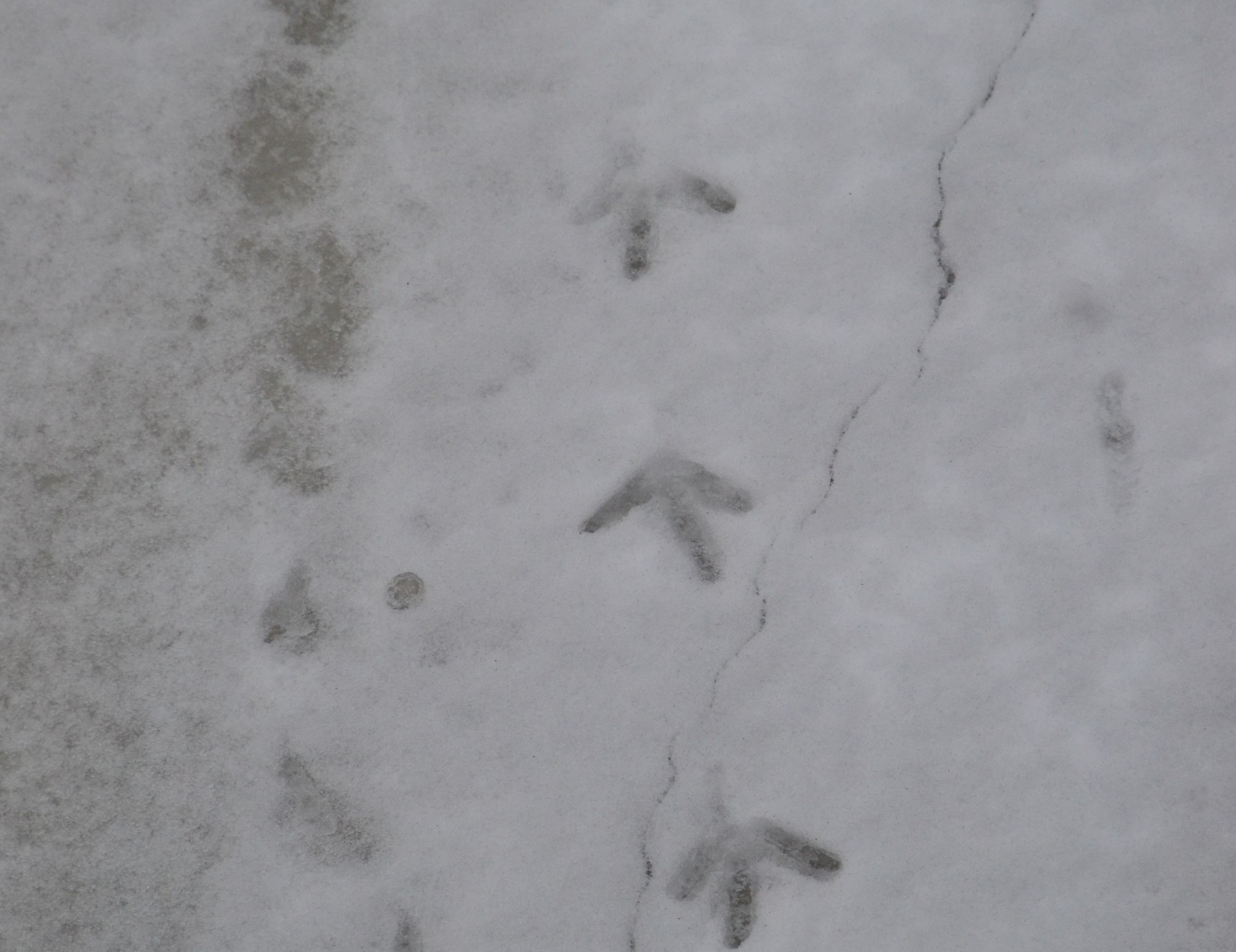 Atkušņa dēļ sniega sega Liepājā sarukusi līdz 12 centimetriem