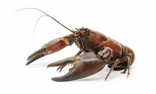 LiepU pētnieki strādā pie mākslīgas vēžveidīgo audzēšanas