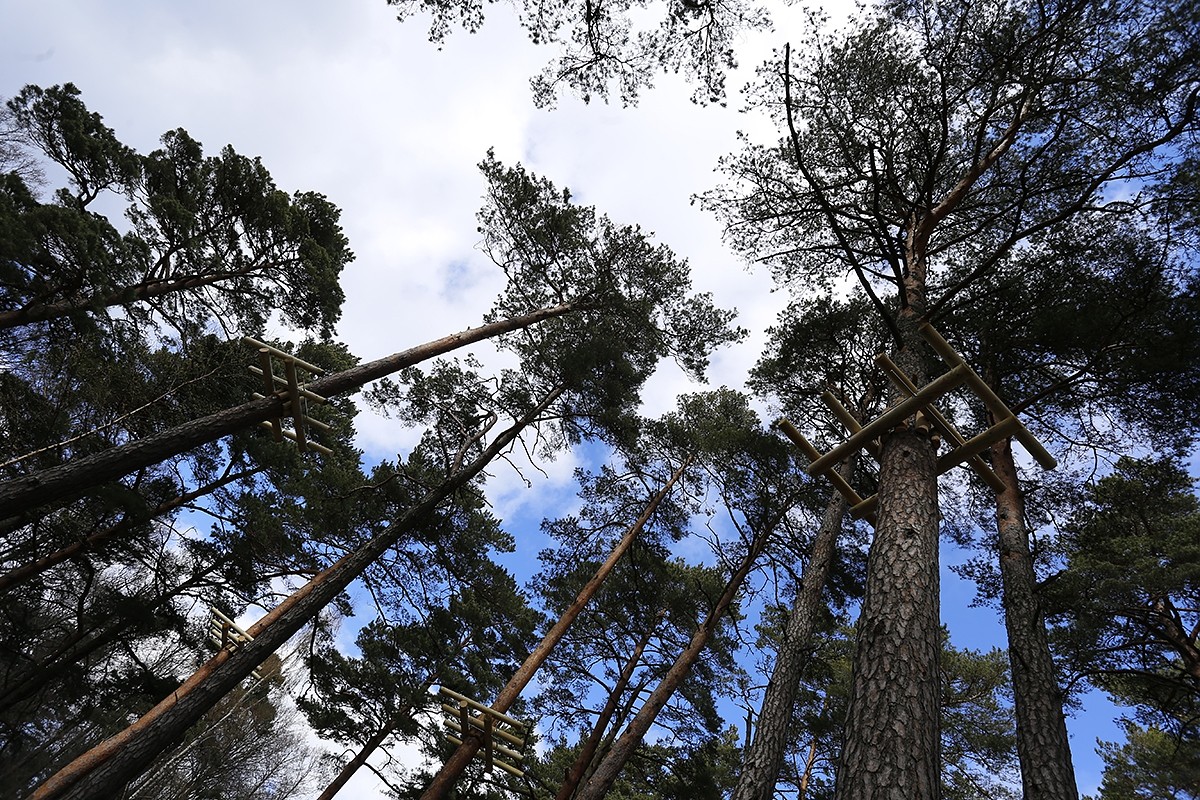 Liepājas piedzīvojumu parkā “Tarzāns” uzsākta šķēršļu trašu izbūve
